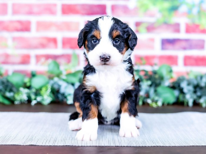 Bernedoodle puppy