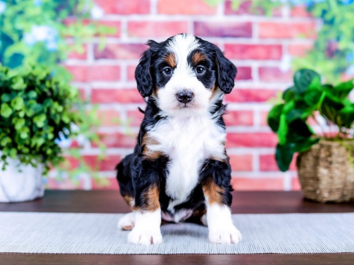 Bernedoodle Puppy