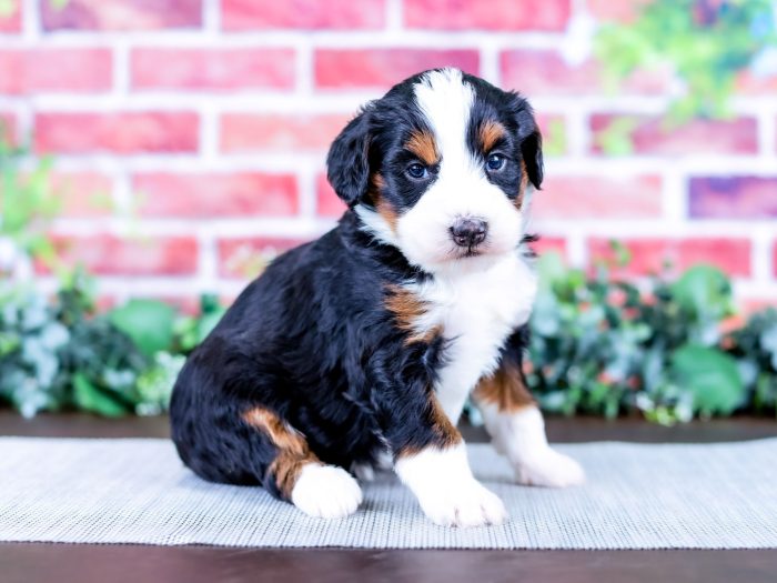 Bernedoodle puppy