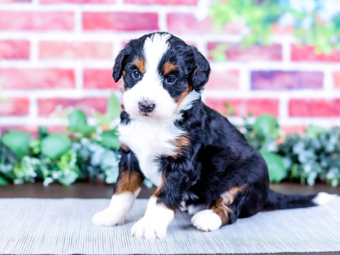 Bernedoodle puppy
