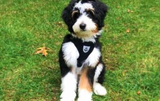 mini bernedoodle from Central Illinois Doodles