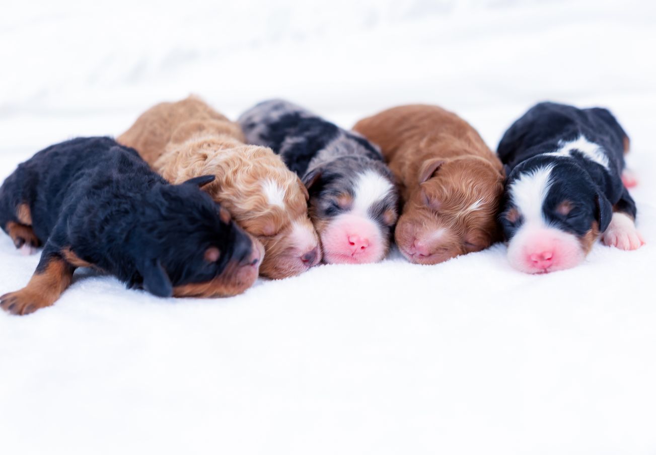 missy-mini-bernedoodle-females missy mini bernedoodle females