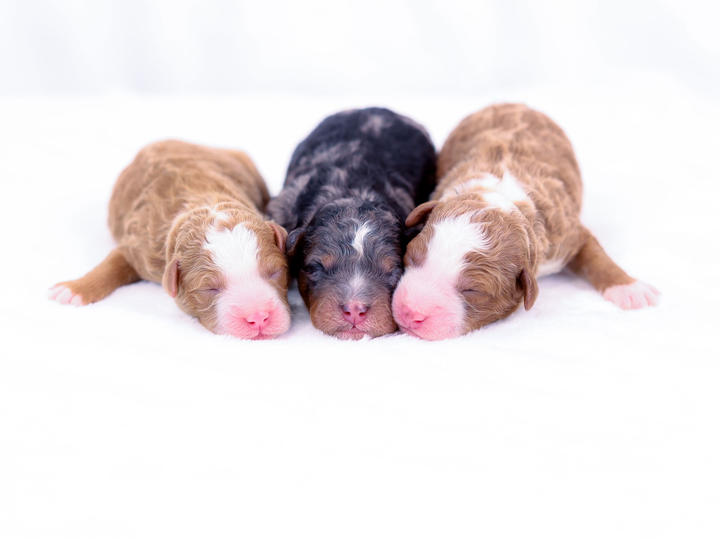 missy-mini-bernedoodle-males missy mini bernedoodle males