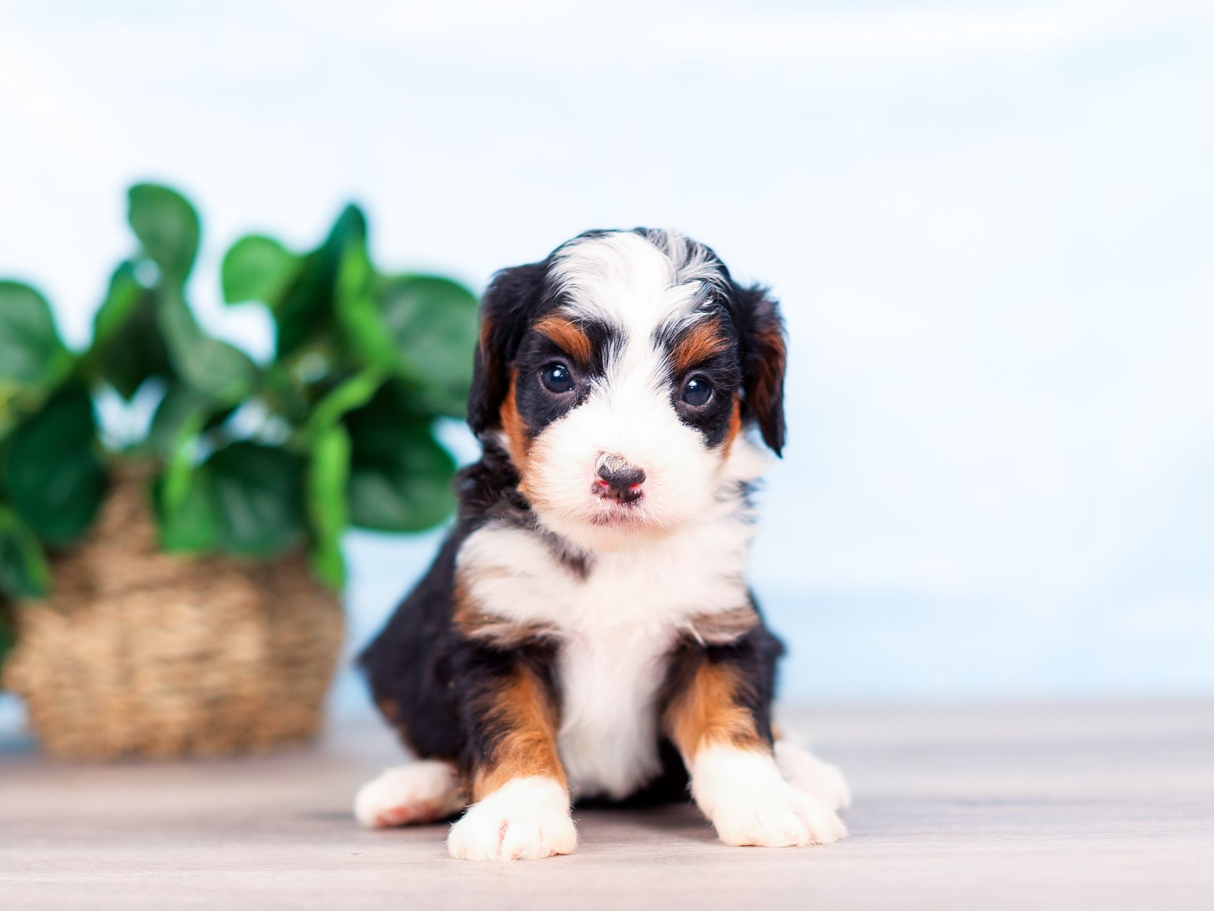 Oak the puppy