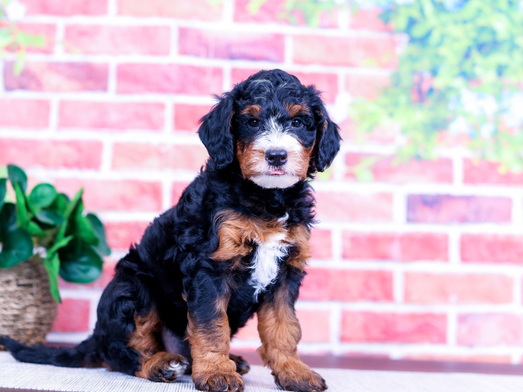 Oakley the puppy