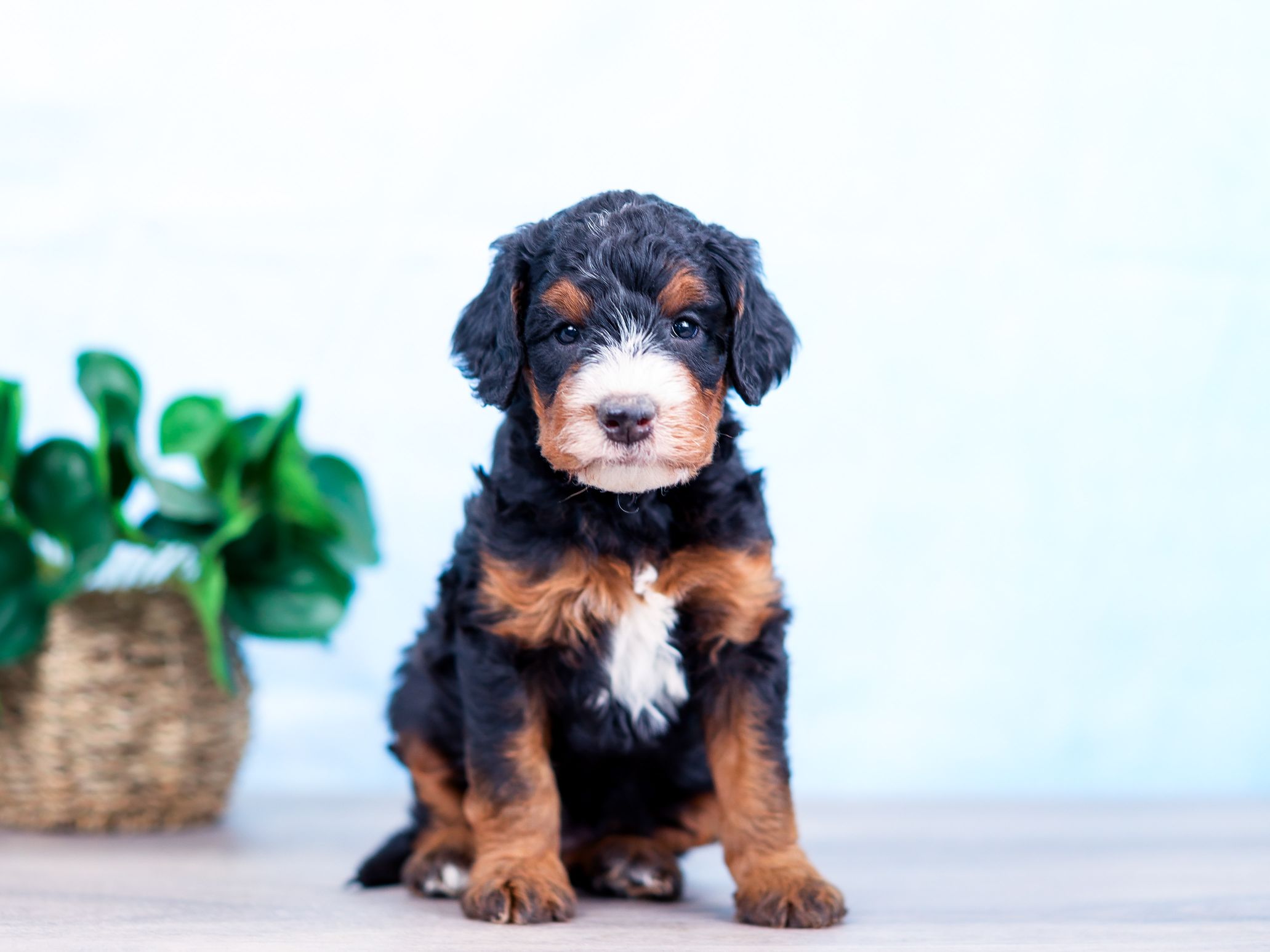 Oakley the puppy