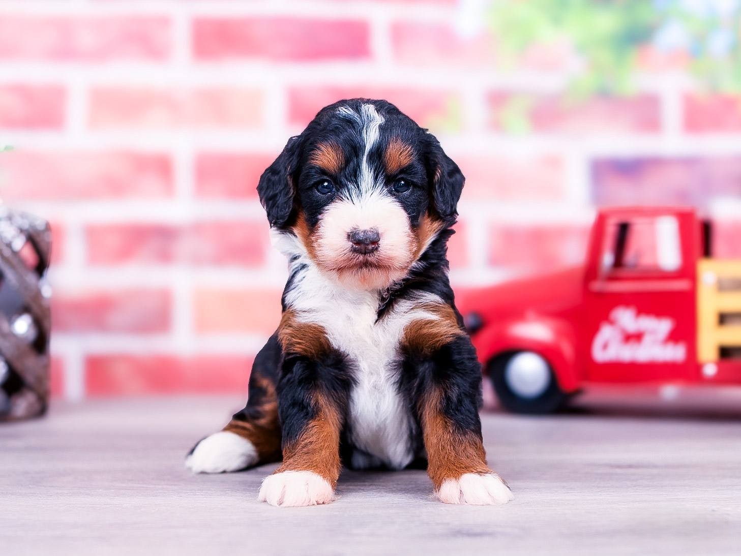 ocean (3) Ocean the puppy