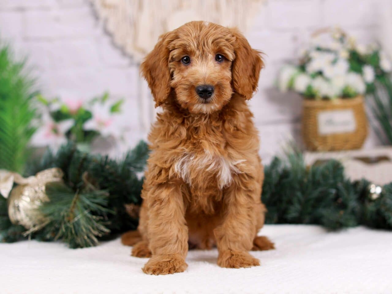 odie mini goldendoodle 7 scaled