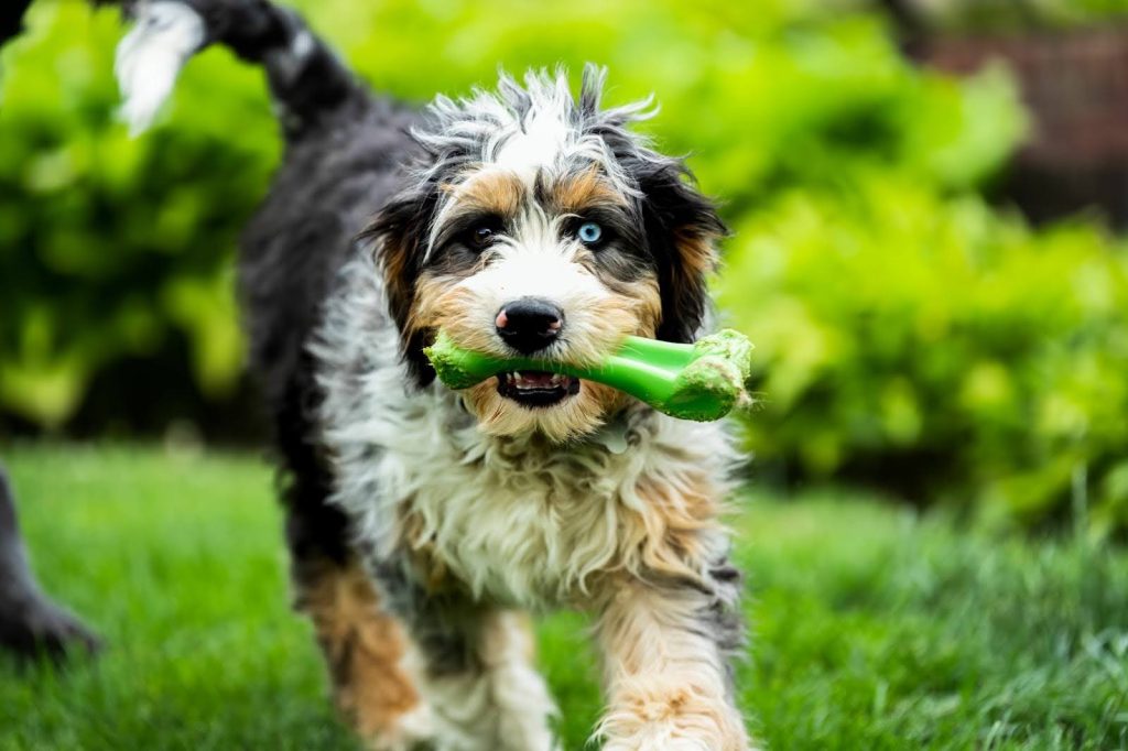 Bernedoodle dog walking in the park with a toy in its mouth