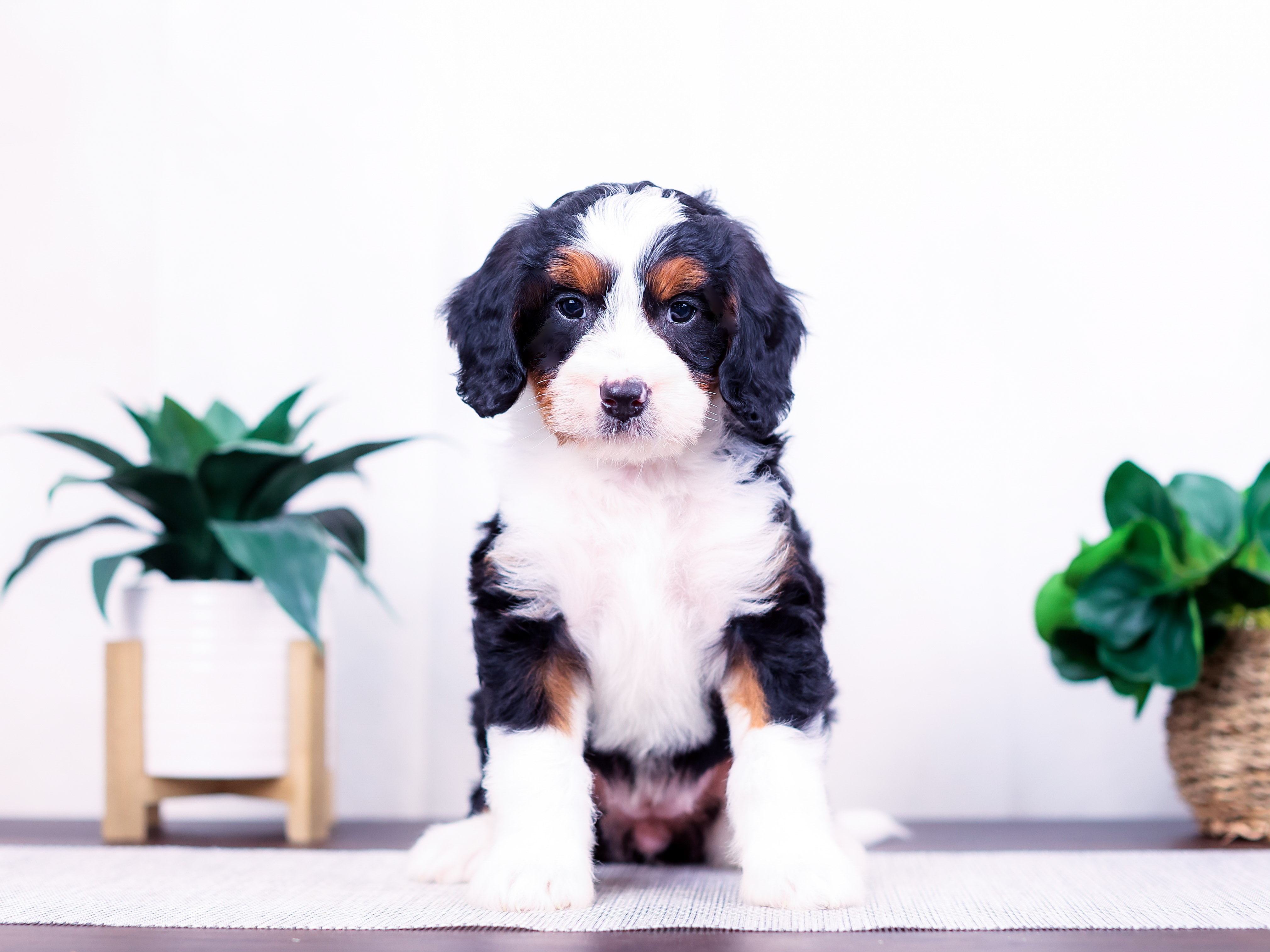 olive (5) Olive the puppy