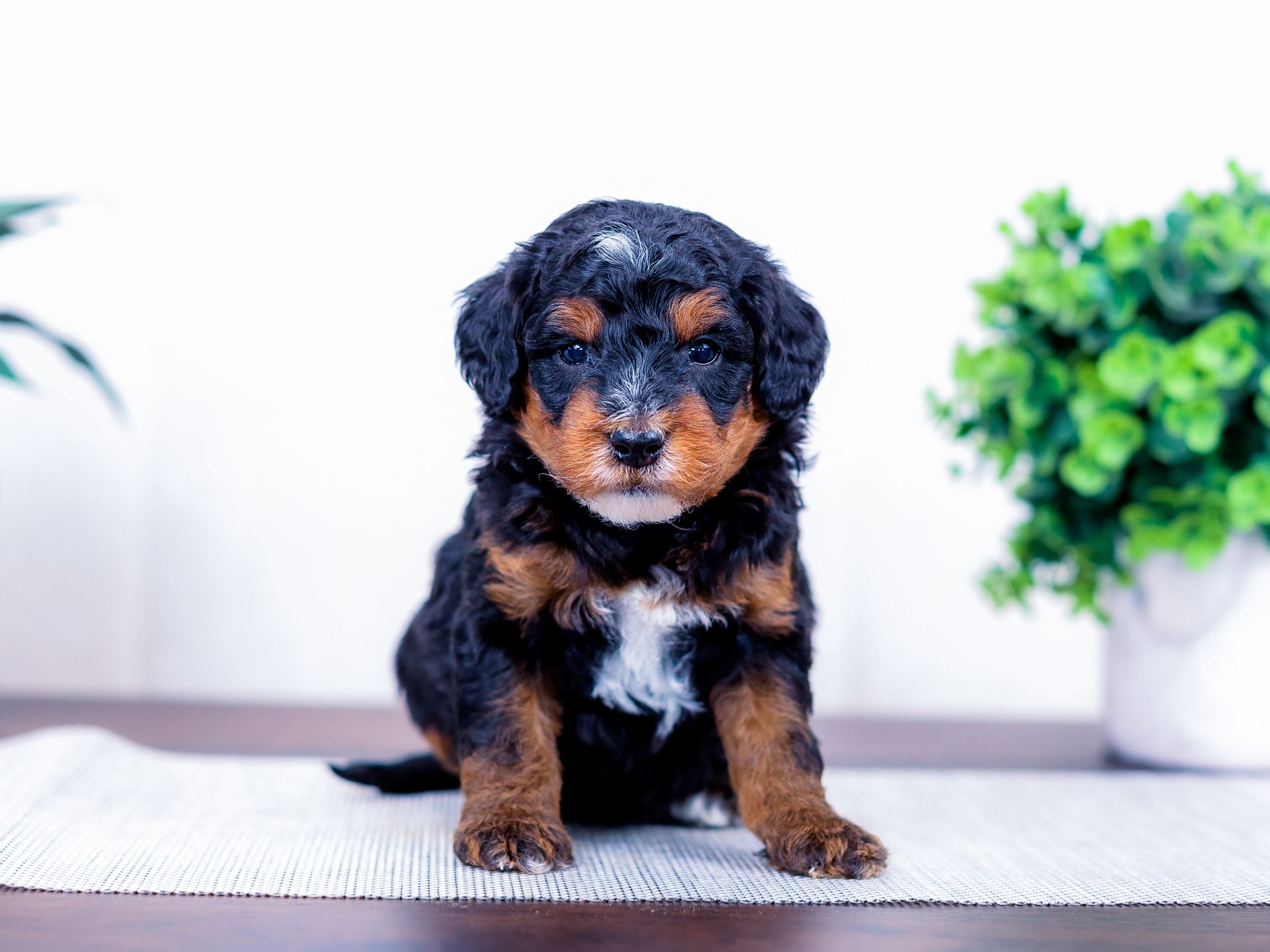 orion (3) Orion the puppy