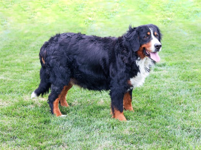Piper