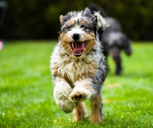 A happy Bernedoodle puppy with a wavy tricolor coat running on green grass toward the camera, mouth open and ears flopping mid-stride.
