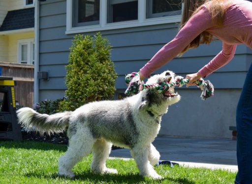 Young girl reaching out with a smile as a tricolor Bernedoodle puppy approaches her with a red ball in its mouth on a grassy field. 