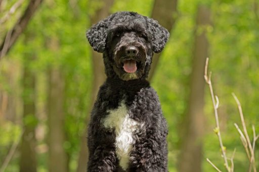 Portuguese Water Dog Portuguese Water Dog