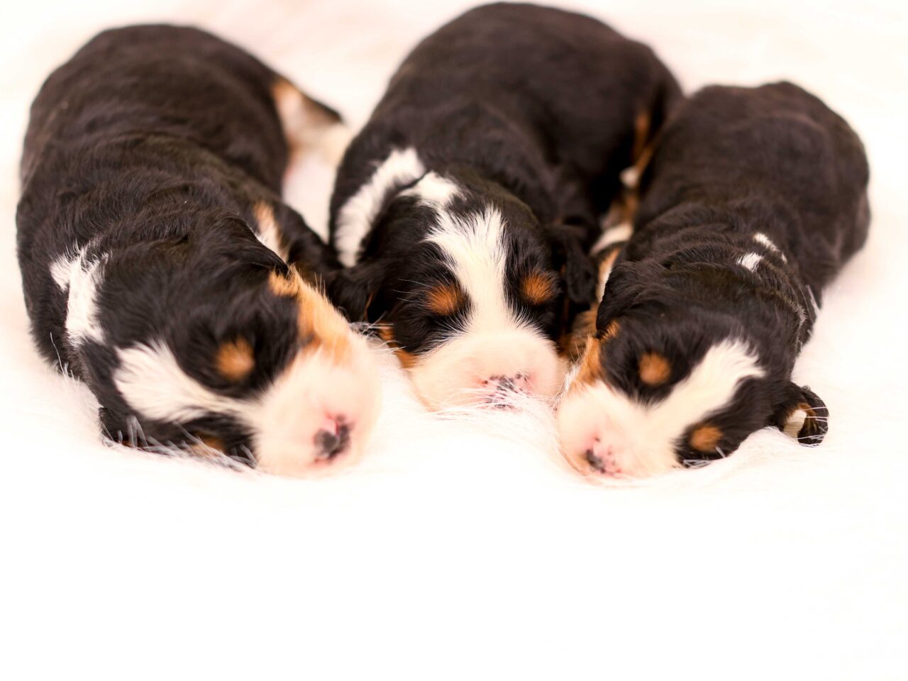 Mini Bernedoodle Puppies