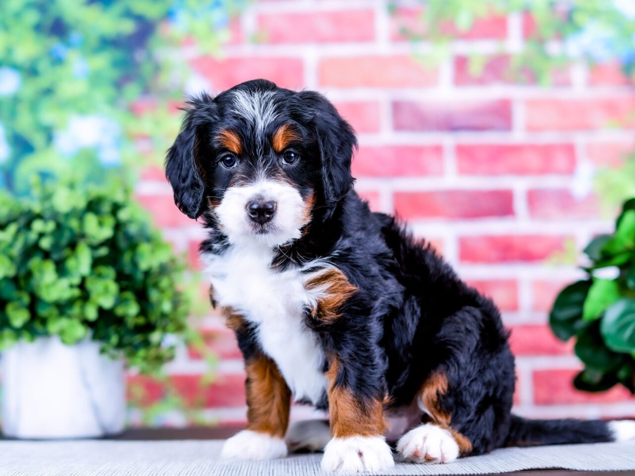 Mini Bernedoodle puppy