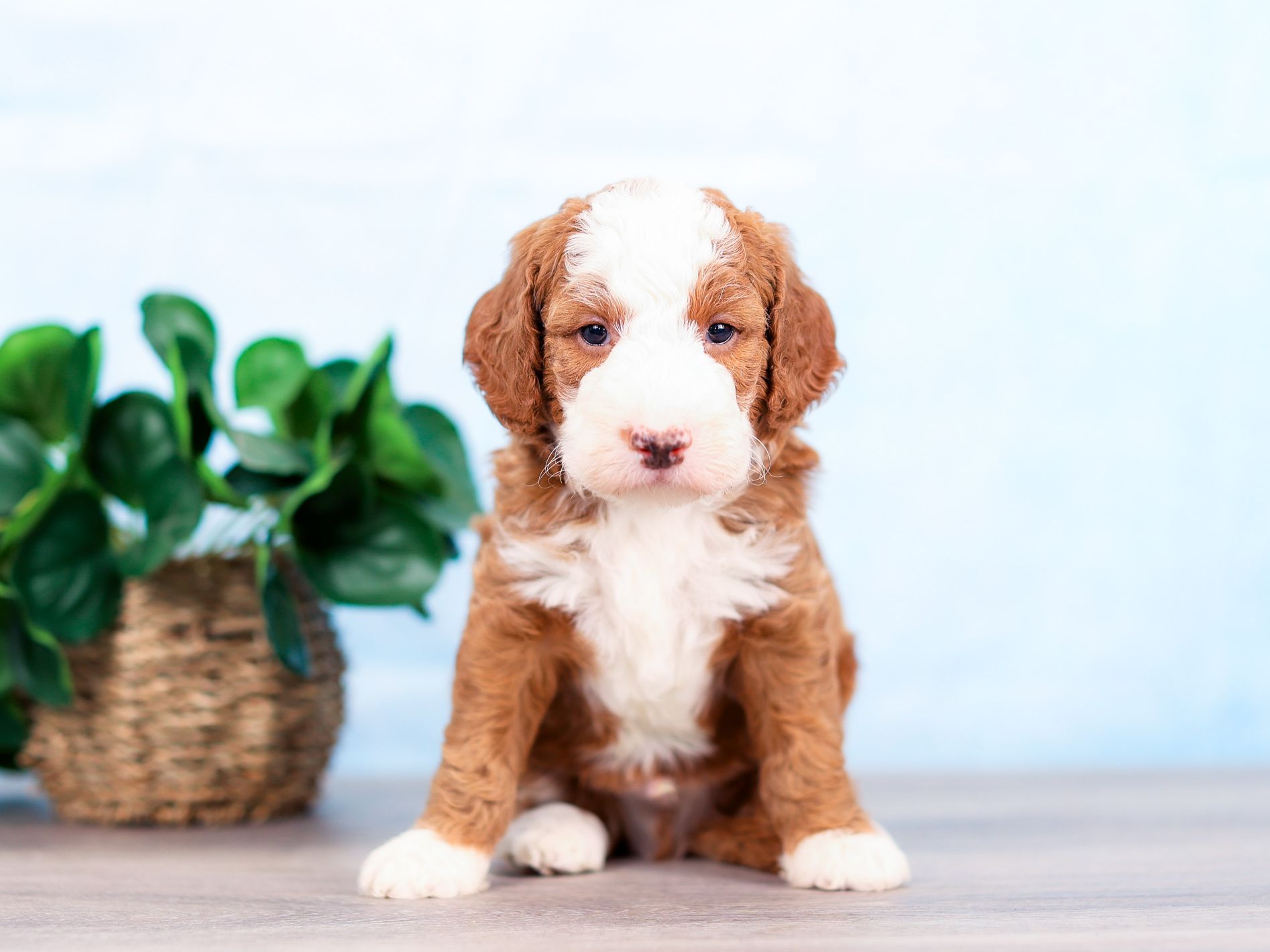 Rex the puppy