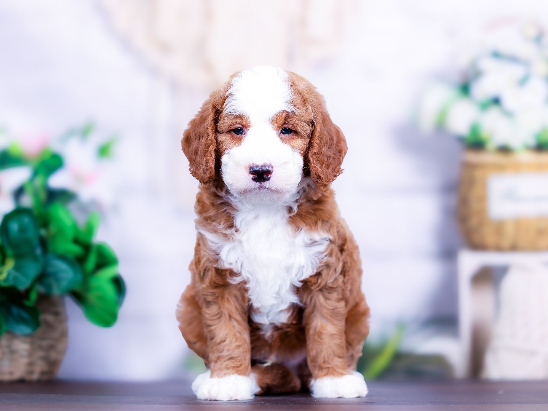 Rex the puppy