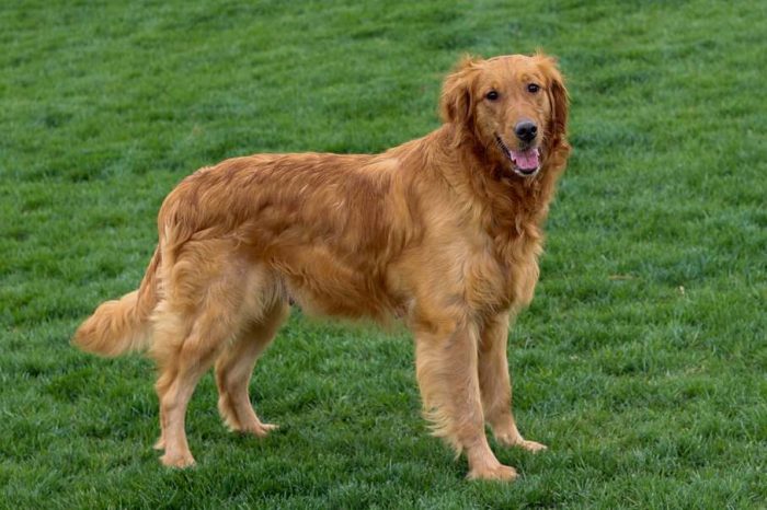 Rielly Golden Retriever Mother