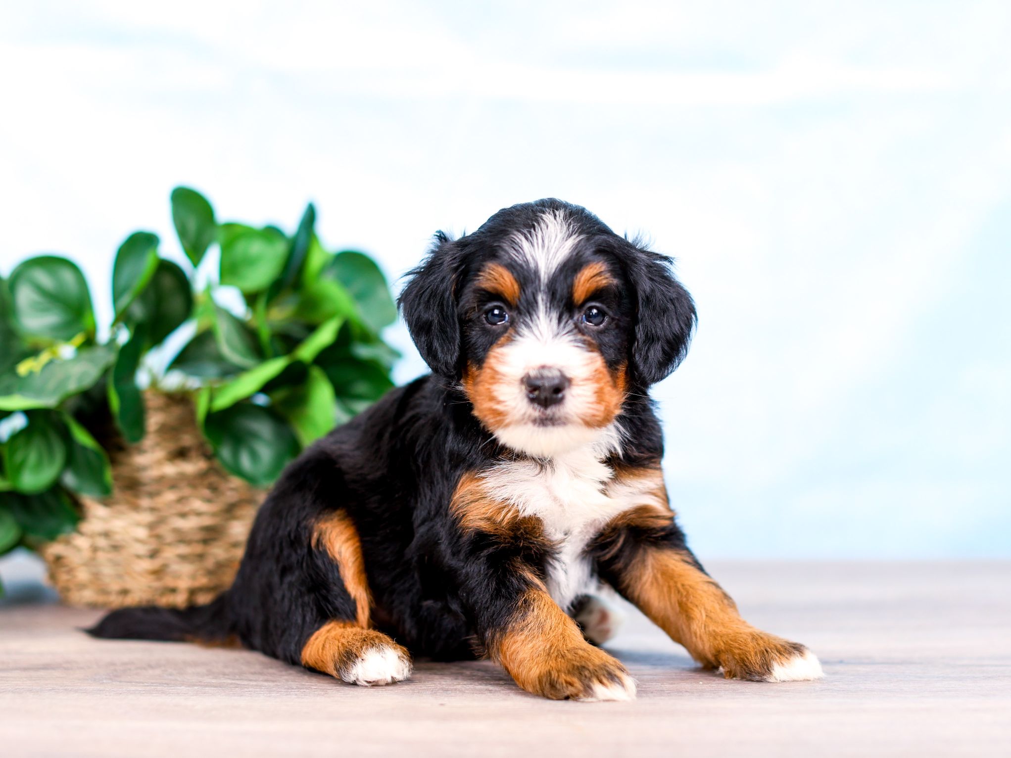 River the puppy