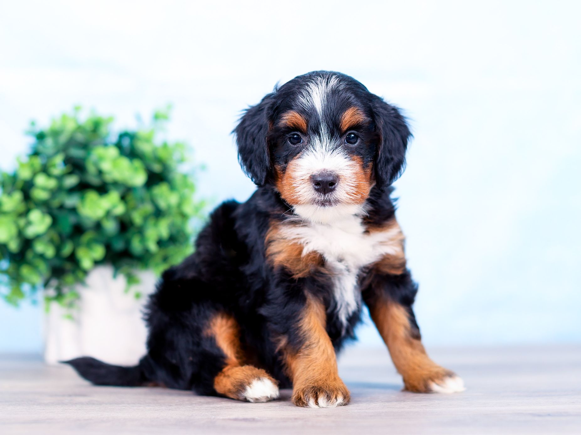 River the puppy