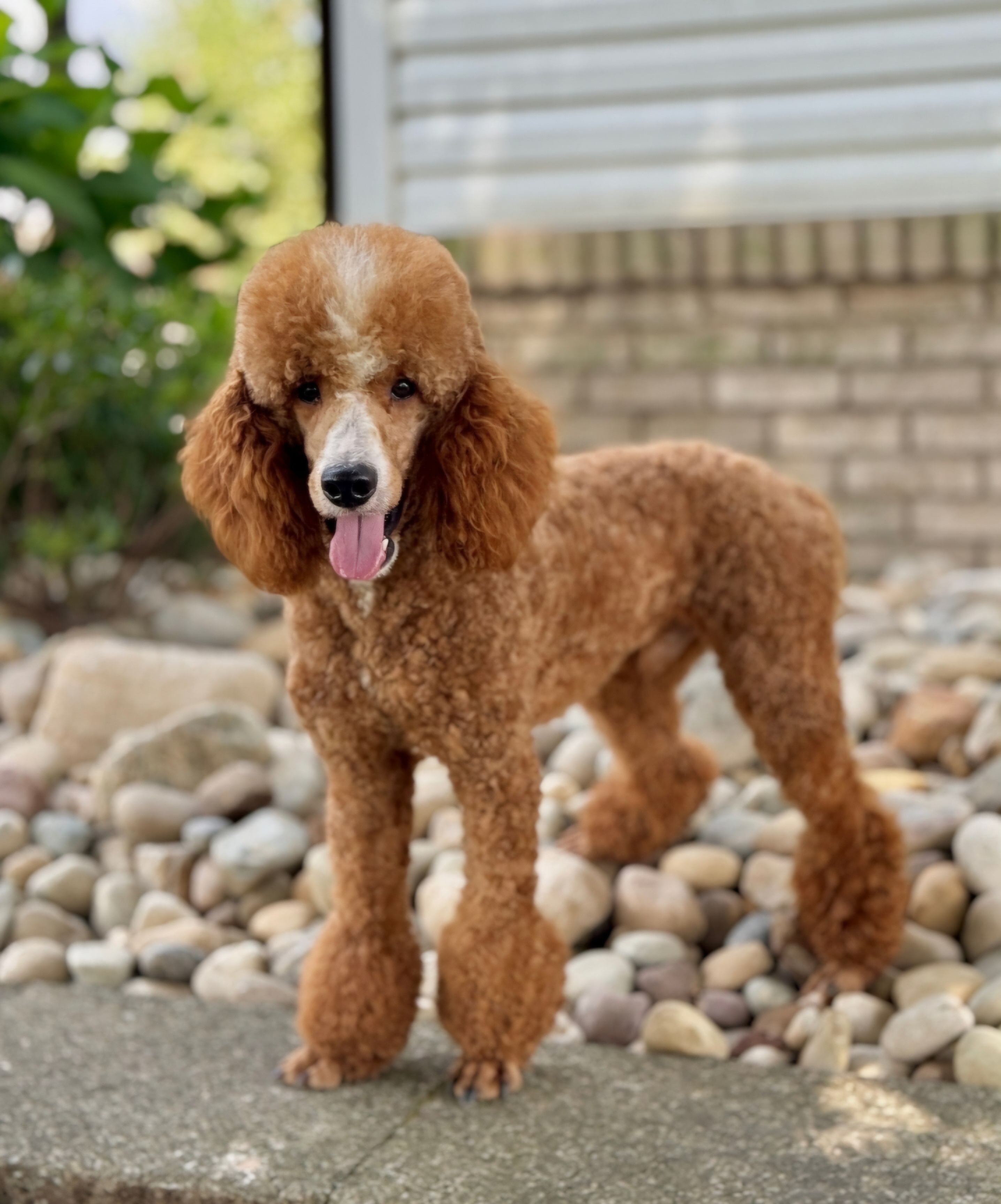 rocket mini poodle