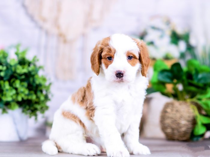Bernedoodle Puppy