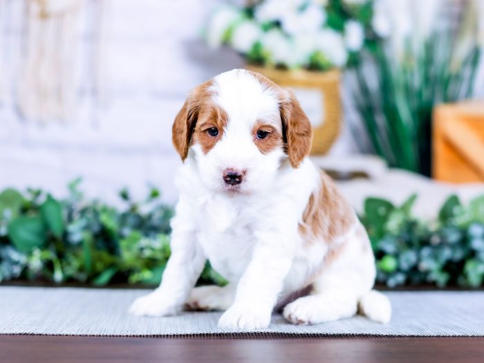 Bernedoodle Puppy