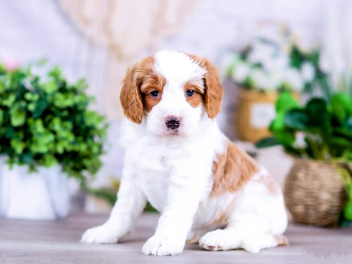 Bernedoodle Puppy