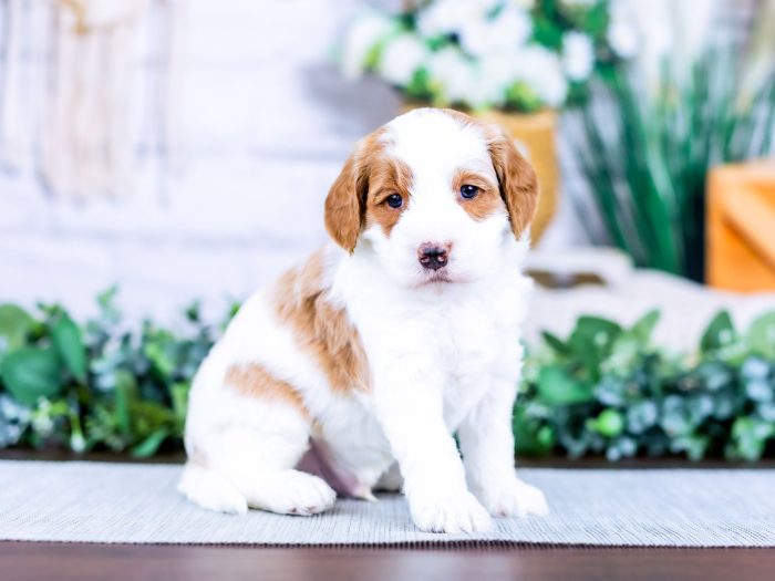 Bernedoodle Puppy