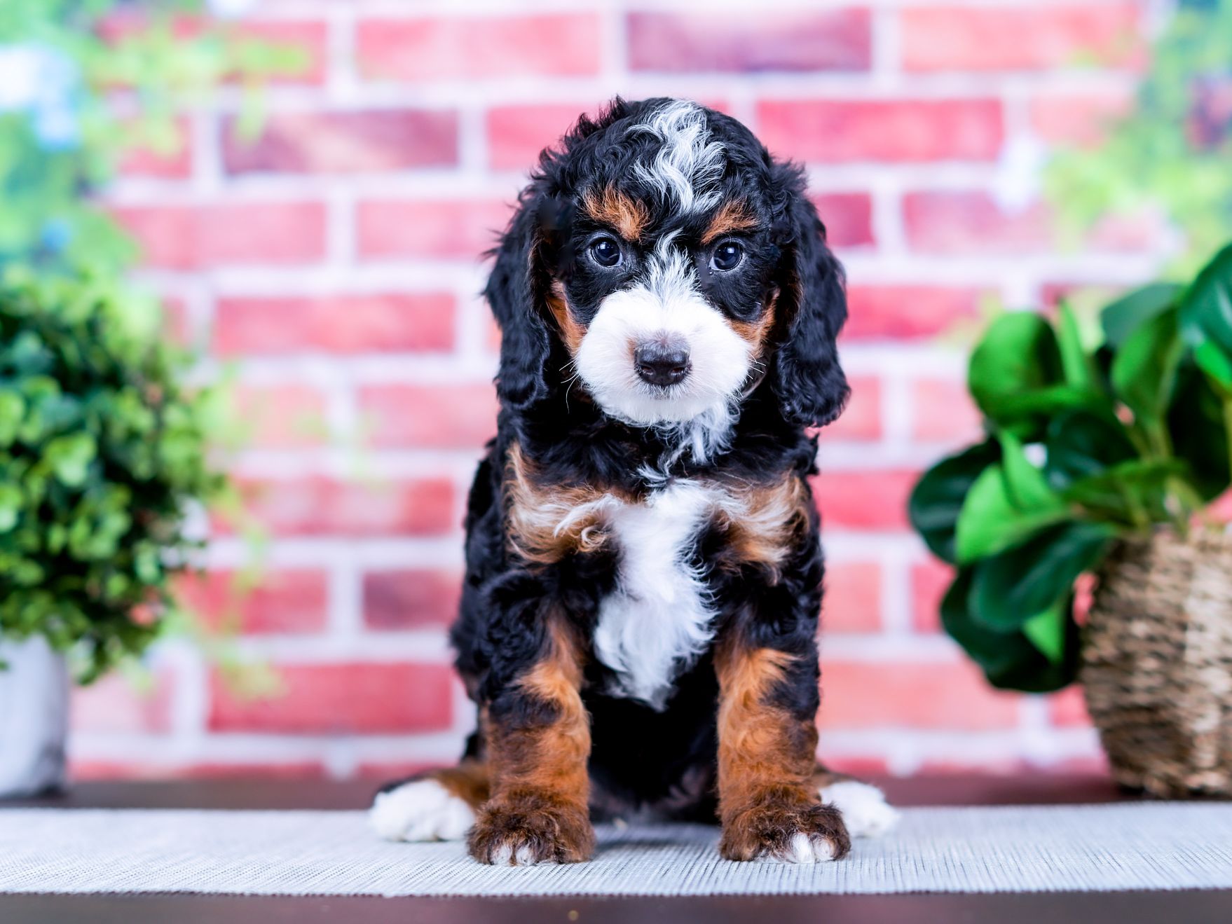 Rosetta the puppy