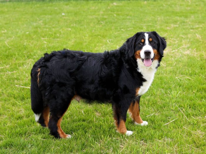 Rosie Bernese Mountain Dog Mother