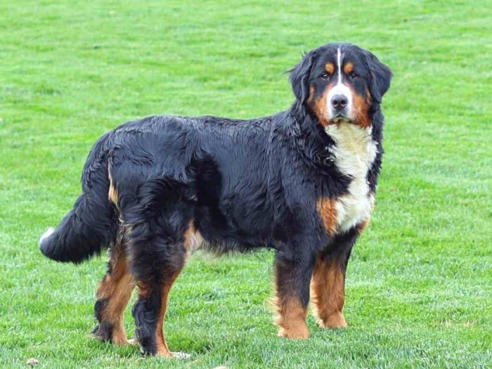 An Adult Parent Dog playing in the field on our family-run farm
