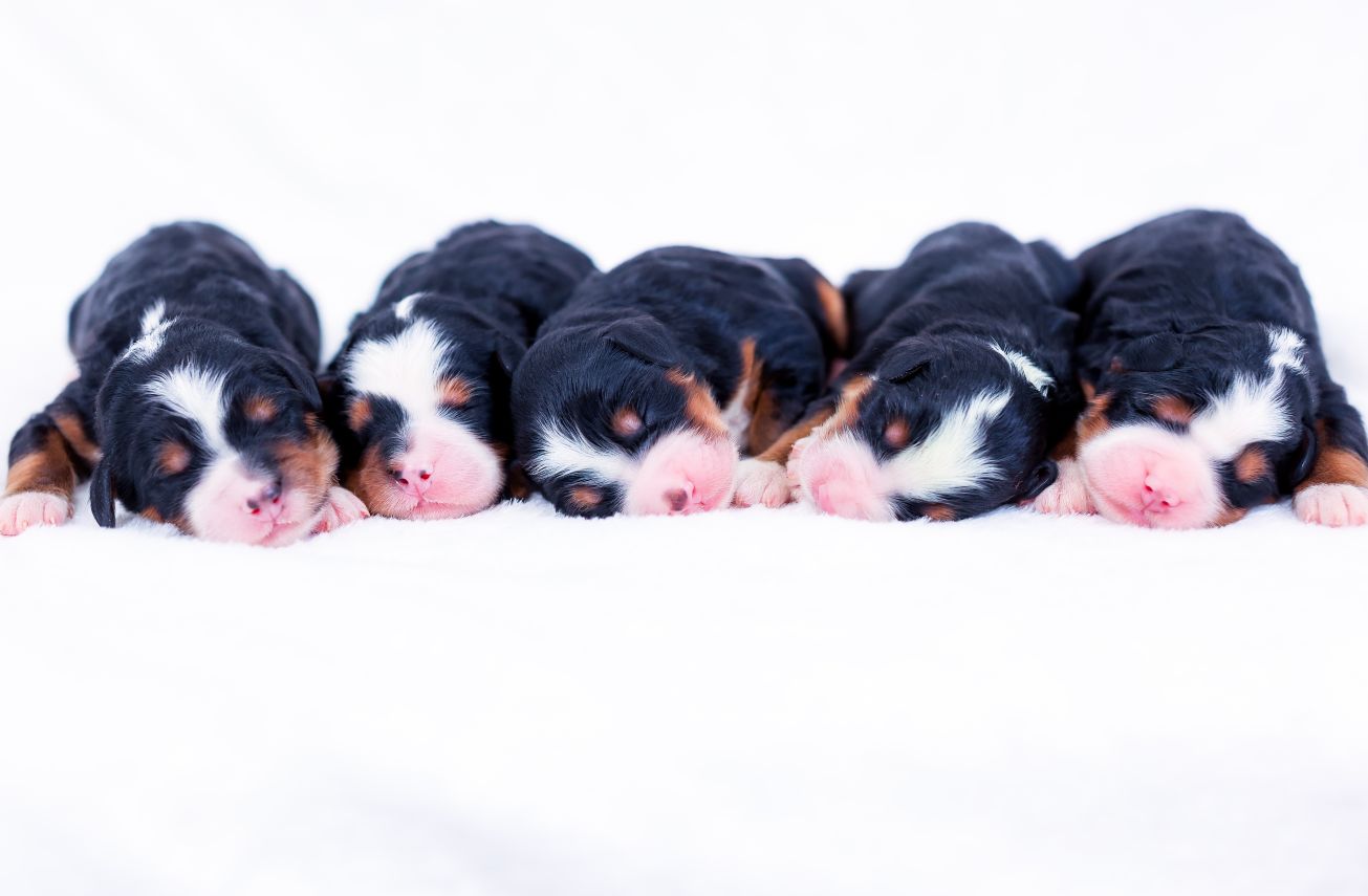 roxy-mini-bernedoodle-females roxy mini bernedoodle females