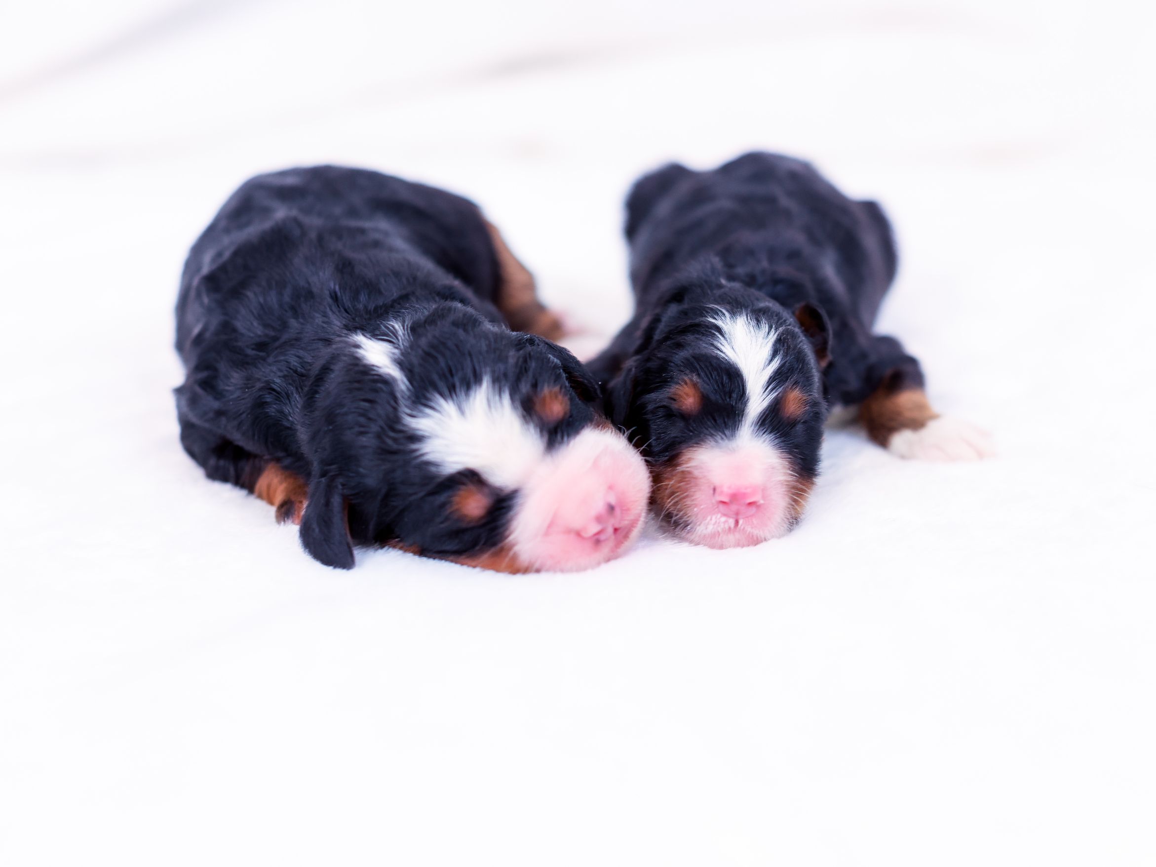 roxy-mini-bernedoodle-males roxy mini bernedoodle males