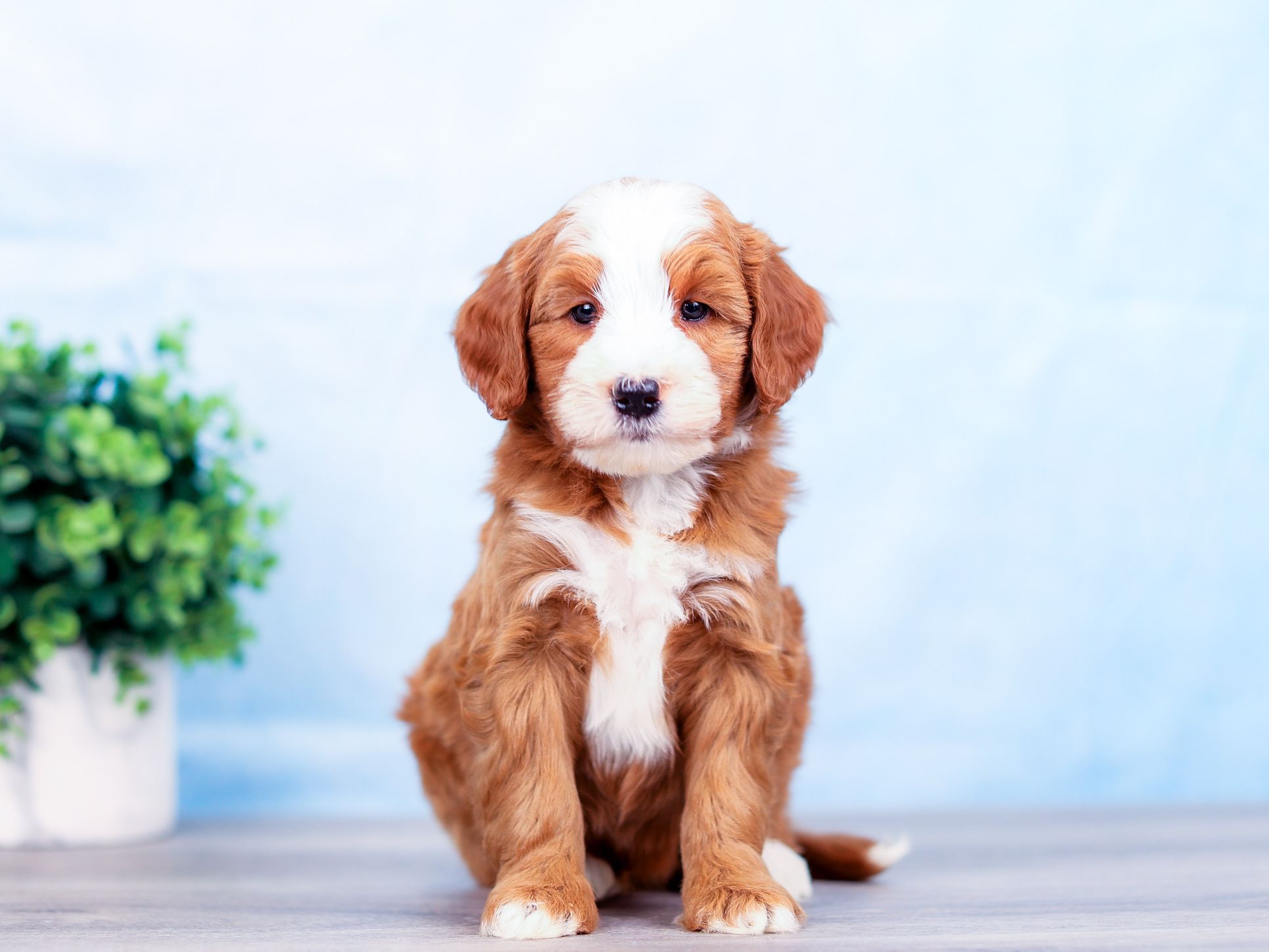 Rusty the puppy