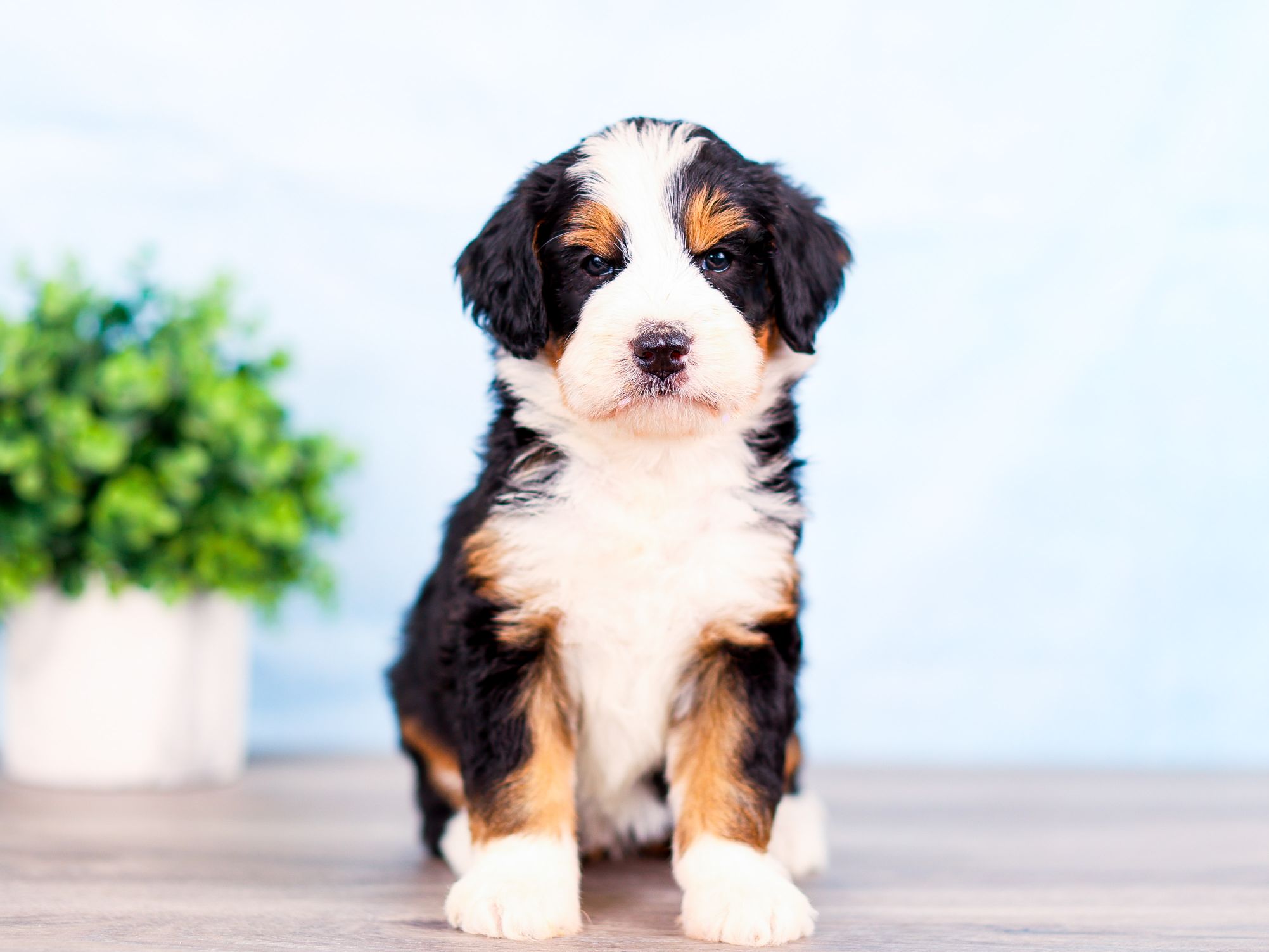 Sally the puppy