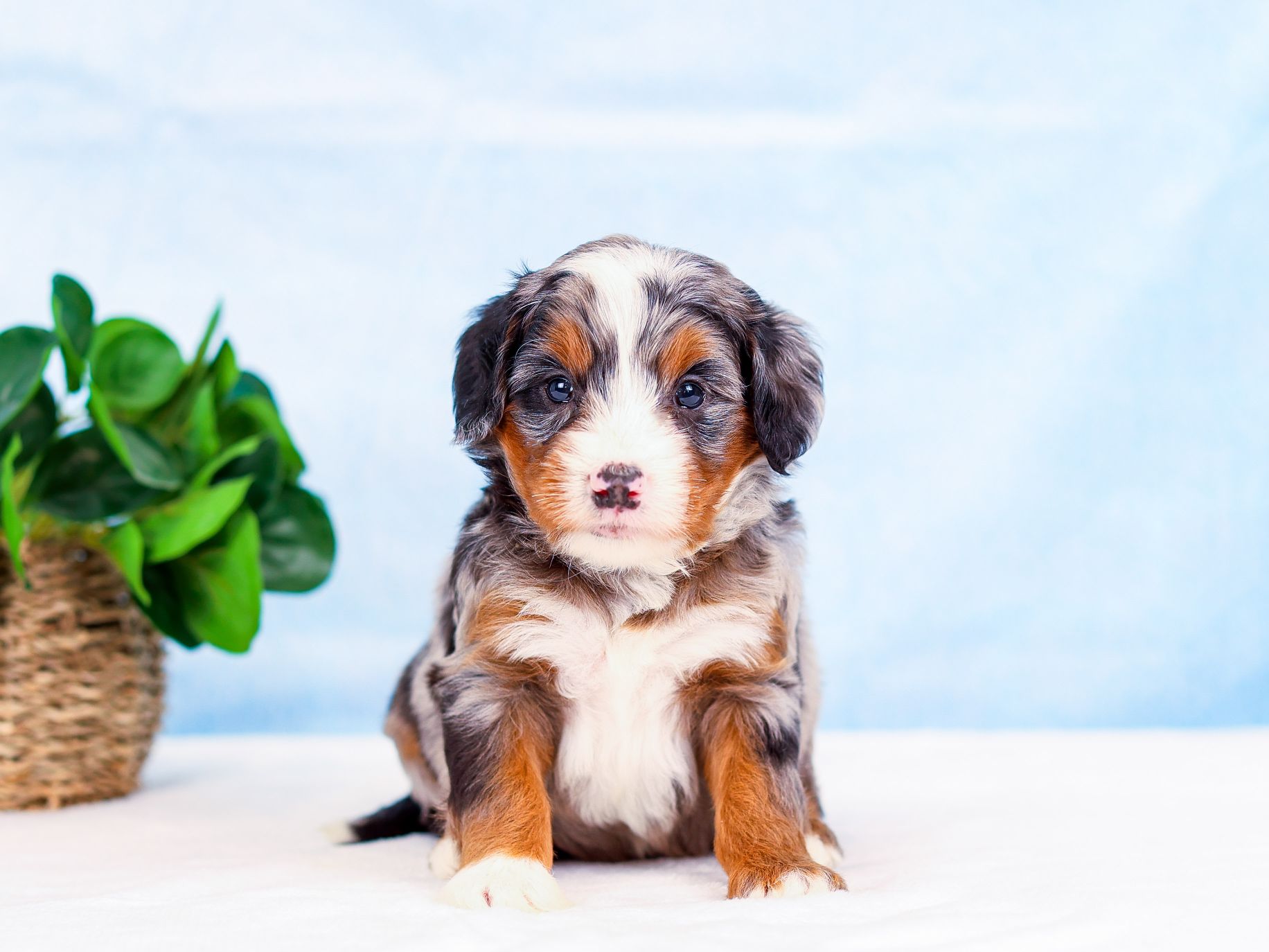 Scout the puppy