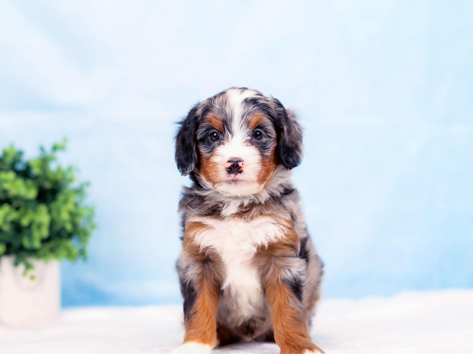 Scout the puppy