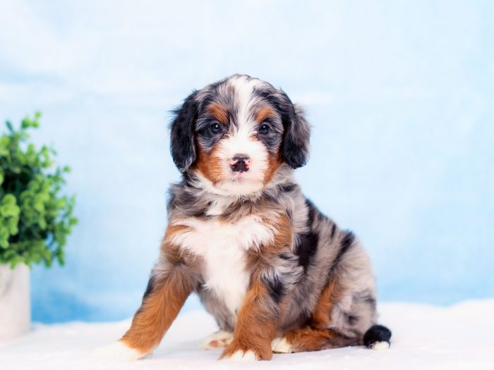 Scout - Image 3