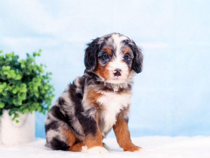 Scout - Image 2