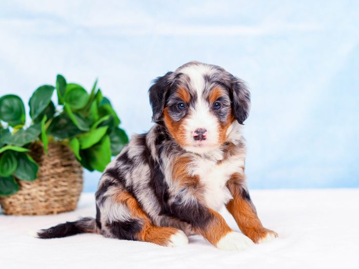 Scout - Image 2