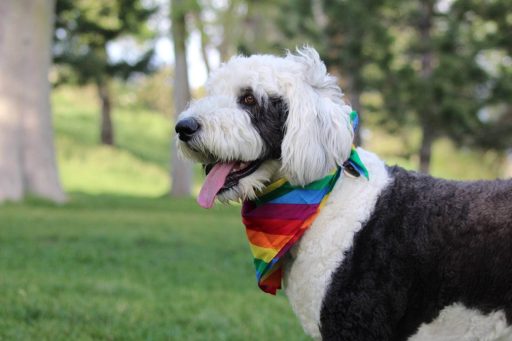Saint berdoodle playing in the garden