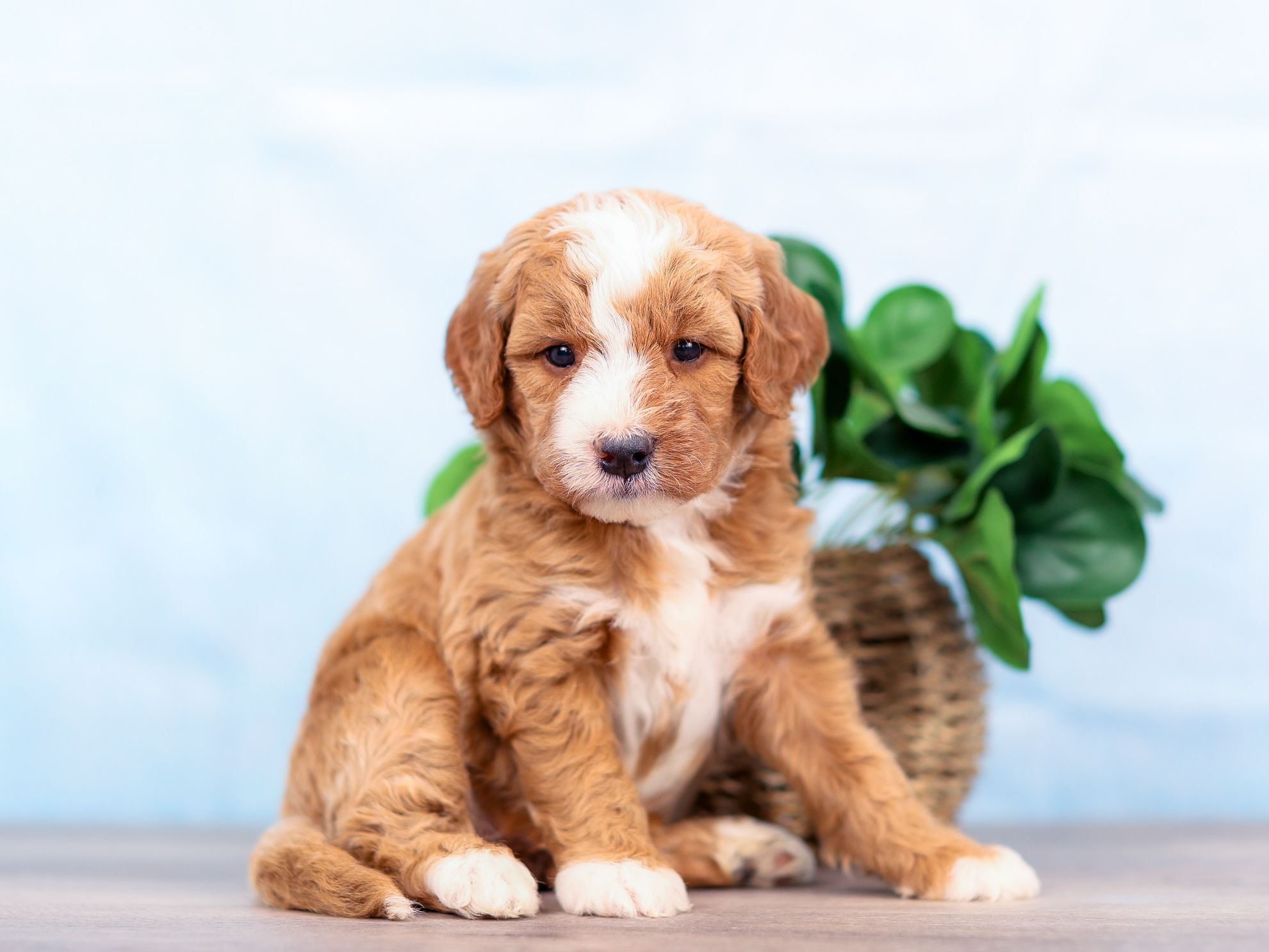 Shelby the puppy