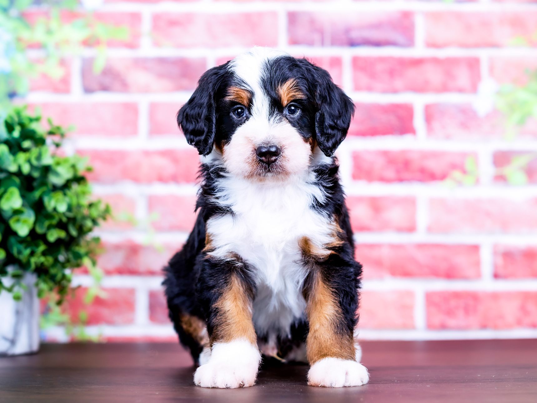 Shiloh the puppy