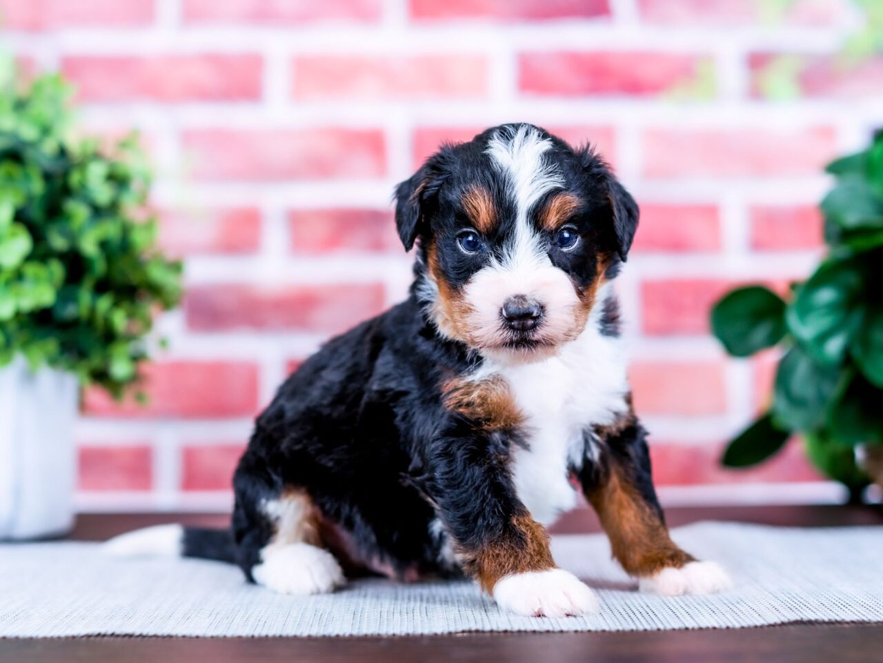 Mini Bernedoodle puppy