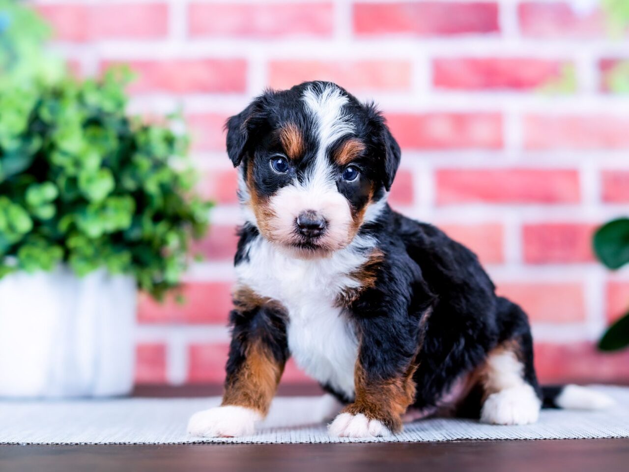 Mini Bernedoodle puppy