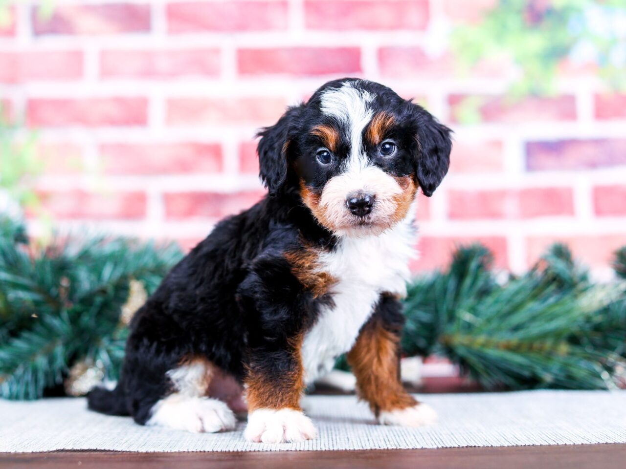 Mini Bernedoodle puppy