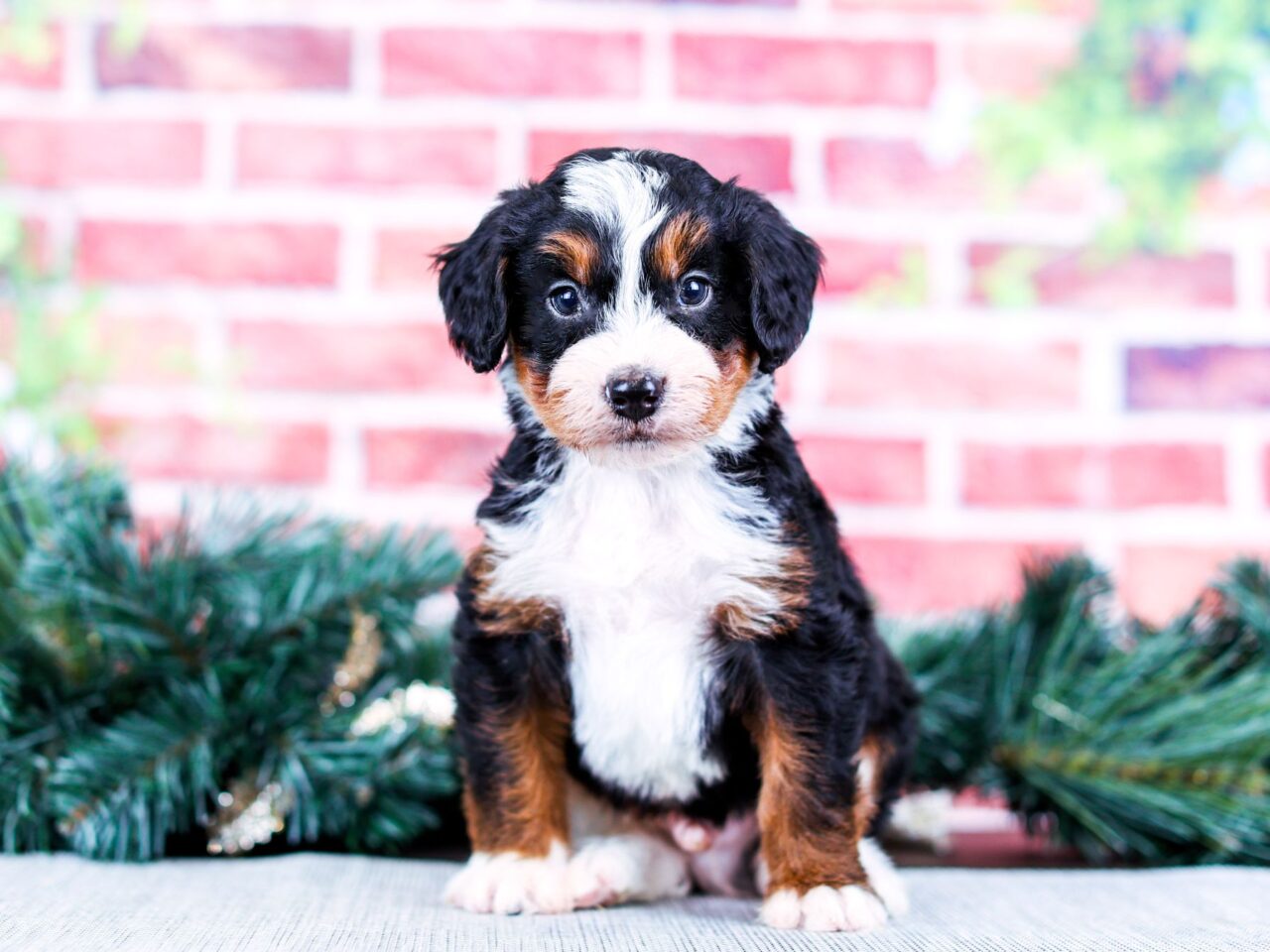 Mini Bernedoodle puppy